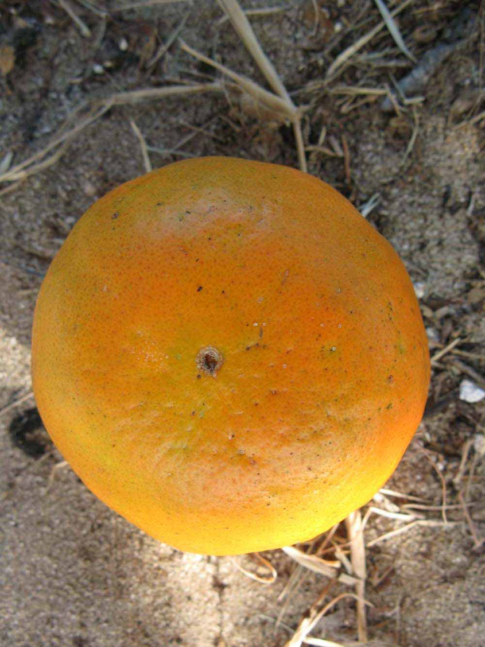            Fruit (Winter Haven, FL)   